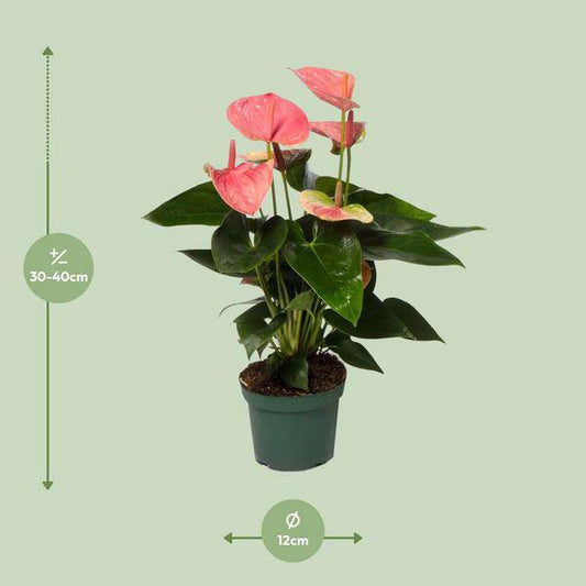 Flamingoblume Anthurium Sweet Dream – Zimmerpflanze – Ø12 cm Topf – Ca. 35 cm hoch – Elegante, pflegeleichte Flamingoblume mit leuchtenden herzförmigen Blüten – Luftreinigend & dekorativ 