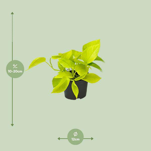 Epipremnum Golden Pothos - Scindapsus - Ø12 - ↕15cm - Oasis of Life