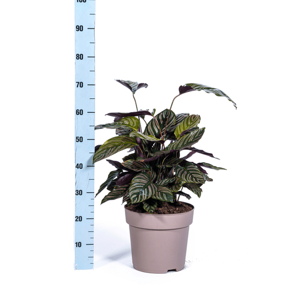 Calathea Ornata Sanderiana – Korbmarante – Zimmerpflanze Ø27cm – ↕60-80cm – Tropische Innenpflanze mit pinken Streifen – Pflegeleicht & dekorativ 
