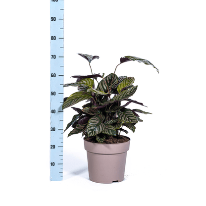 Calathea Ornata Sanderiana – Korbmarante – Zimmerpflanze Ø27cm – ↕60-80cm – Tropische Innenpflanze mit pinken Streifen – Pflegeleicht & dekorativ 