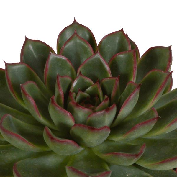 Steinrose - Echeveria Mix - Zimmerpflanze - 10,5 cm - 3 Stück - im Mexicaanse Topf