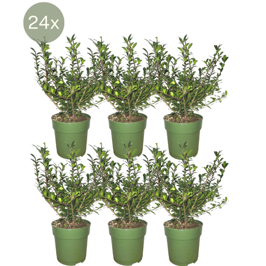 Stechpalmenhecke - Ilex crenata 'Jenny'® - 1 Meter - Pflanzenset mit 6 winterharten Heckenpflanzen - Immergrüne Hecke