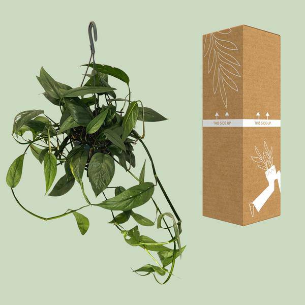 Efeutute - Epipremnum Cebu Blau - Zimmerpflanze - Ø15cm - ↕45cm