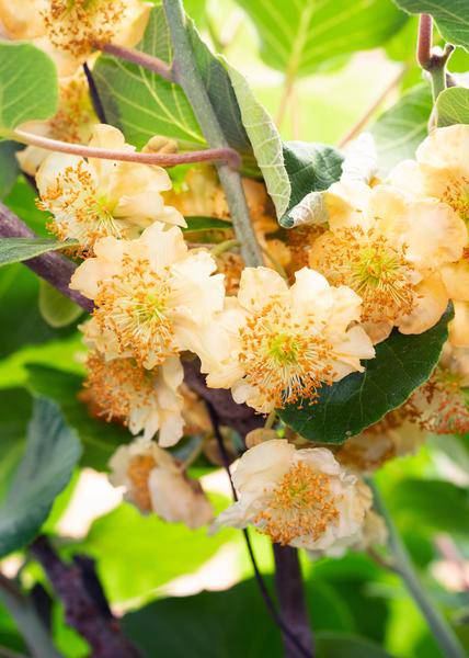 Kiwi - Actinidia delciosioa 'Jenny' - Selbstbefruchtend - ↨45cm - Ø13cm - 3 Stück 