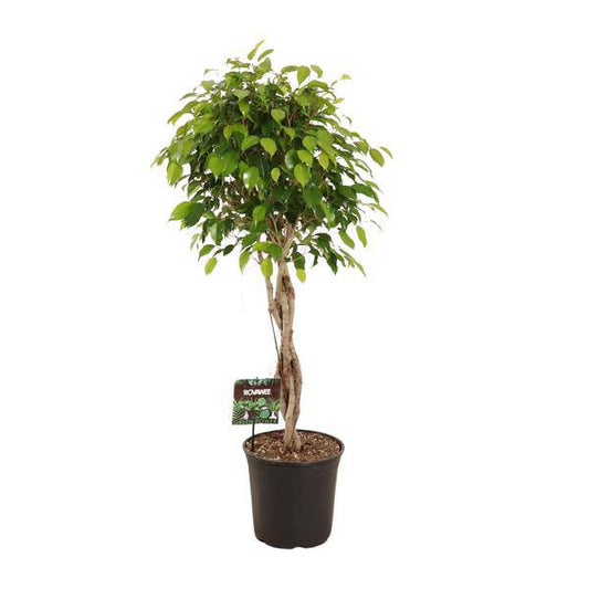 Birkenfeige - Ficus Benjamina Exotica - Zimmerpflanze - Ø27cm - ↕120cm 