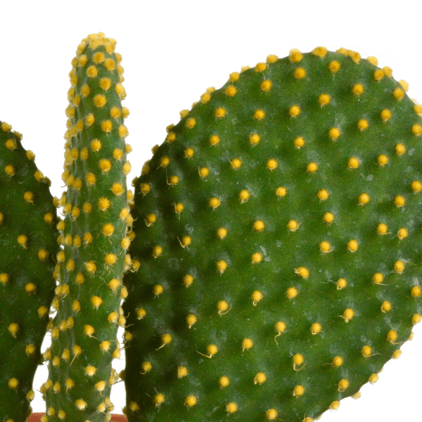 Kakteen Mix - 10,5 cm - 3 Stück - 12cm