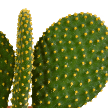 Kakteen Mix - 10,5 cm - 3 Stück - 12cm