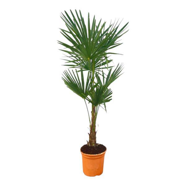 Trachycarpus fortuneii – Chinesische Hanfpalme – Exotische Zimmer- und Gartenpflanze – Höhe ca. 150cm – Topf Ø27cm 