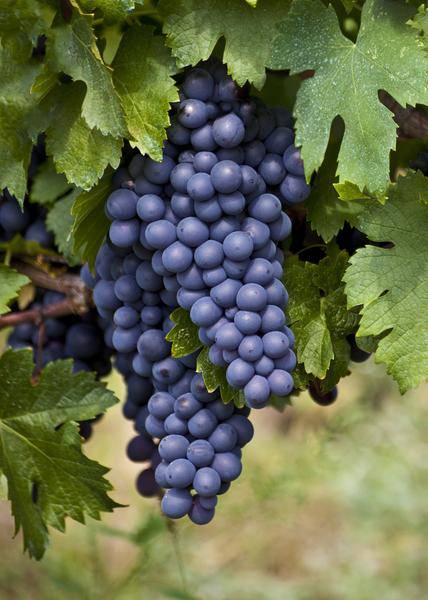 Weinrebe - Vitis vinifera 'Boskoop Glory' - Ø13cm - ↕45cm