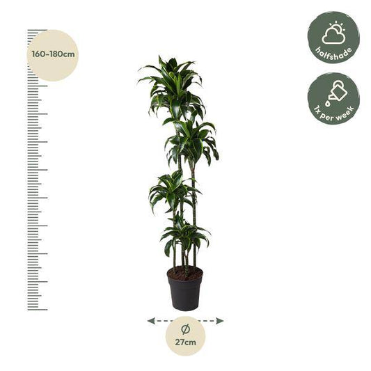 Drachenbaum – Dracaena Dorado 170cm – Ø27cm – Zimmerpflanze mit gold-grünen Blättern – Tropische Dekopflanze für Wohnzimmer, Büro & Wintergarten – Pflegeleicht 