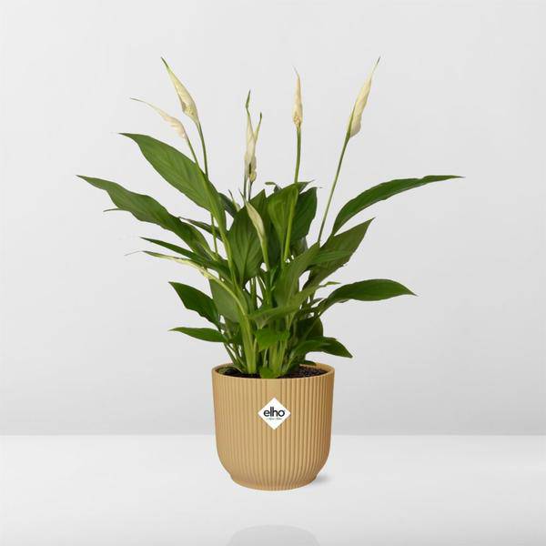 Einblatt - Spathiphyllum Torelli - Zimmerpflanze - 12cm + Topf Vibes Fold 14cm Gelb