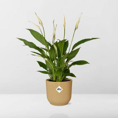 Einblatt - Spathiphyllum Torelli - Zimmerpflanze - 12cm + Topf Vibes Fold 14cm Gelb