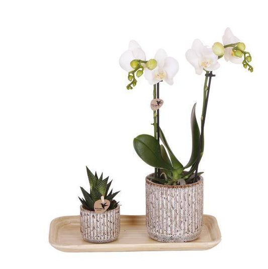 Phalaenopsis-Orchidee Amabilis Weiß in Jaguar-Ziertöpfen auf Bambustablett + Grünpflanze - Geschenkset