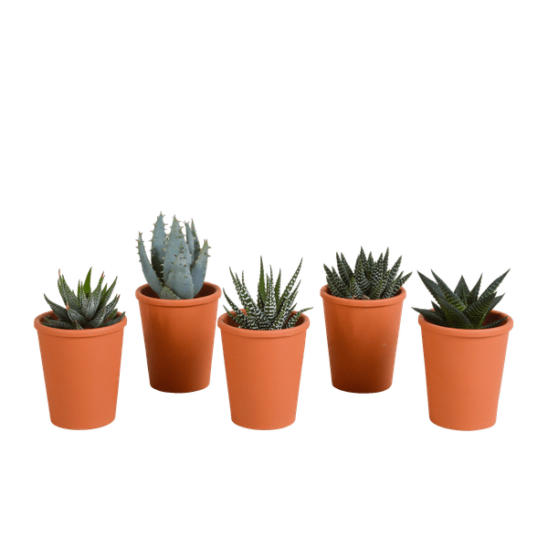 Sukkulenten - Gasteria/Haworthia - Mix - 5,5cm - 5 Stück - Zimmerpflanze - im Terrakotta-Topf