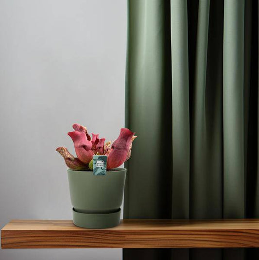 Fleischfressende Pflanze Sarracenia Maroon – Schlauchpflanze – Ø12cm – ↕23cm – Exotische Zimmerpflanze mit auffälligen Kannen – Pflegeleicht & luftreinigend – Für Innen & geschützte Außenbereiche 
