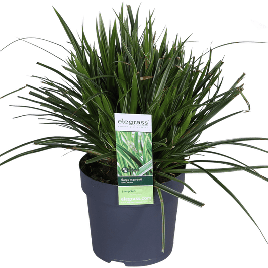 Weißrandige Segge – Carex morrowii 'Icedance' – Immergrünes Ziergras – Winterhart & pflegeleicht – Ø14 cm Topf – Ca. 30 cm hoch – Für Beete, Rabatten & Pflanzkübel 