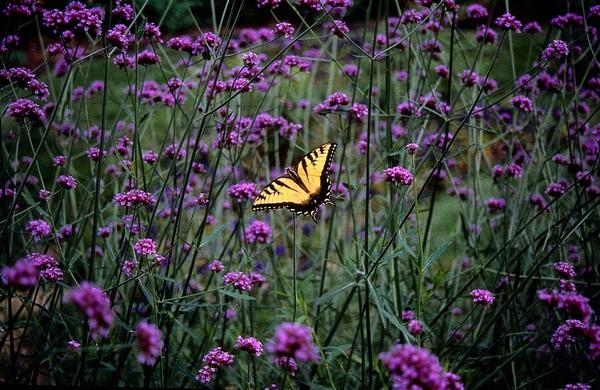 Eisenkraut Verbena bonariensis – 20 Pflanzen – Staude 10–25 cm – Ø9 cm – Lila Blüten – Schmetterlings- & Bienenfreundlich – Sonne