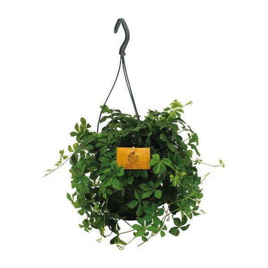Parthenocissus Striatha Hängen - Ø15cm - ↕15cm - Oasis of Life