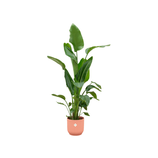 Strelitzia Nicolai – Baum-Strelitzie – ca. 160cm hoch – Ø30cm – Inkl. Pflanztopf Vibes Fold Rund Rosa – Tropische Zimmerpflanze mit großen Blättern – Exotische Grünpflanze für Wohnzimmer & Büro 