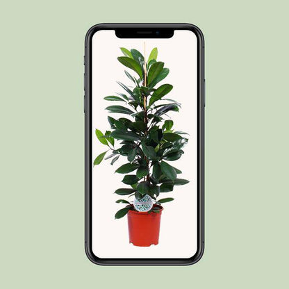 Gummibaum - Ficus Cyathistipula - Zimmerpflanze - Ø21cm - ↕105cm