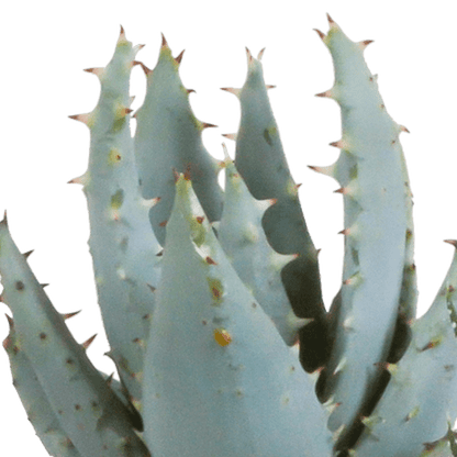 Sukkulente - Gasteria/Haworthia - Mix - 5,5 cm - im Topf - 5 Stück