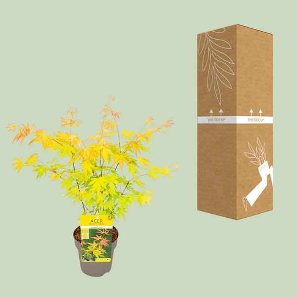 Fächer-Ahorn - Acer palmatum Orange Dream - Ø15cm - ↕30cm