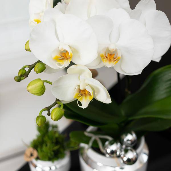 Kolibri Company - Set aus weißer Orchidee und Sukkulente auf Silbertablett - frisch vom Züchter - Oasis of Life