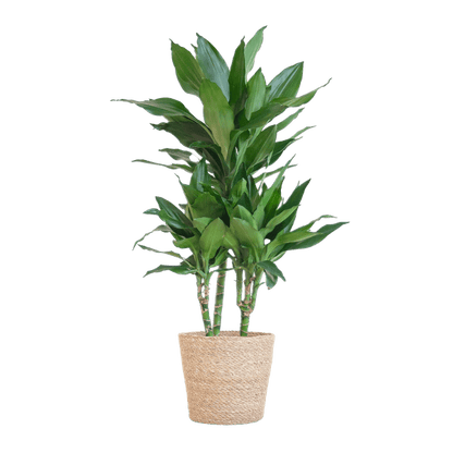 Dracaena Janet Lind 95cm – Drachenbaum Zimmerpflanze Ø21cm – pflegeleichte grüne Pflanze mit luftreinigender Wirkung – inkl. handgeflochtenem Seegras-Korb Sofia Natur 