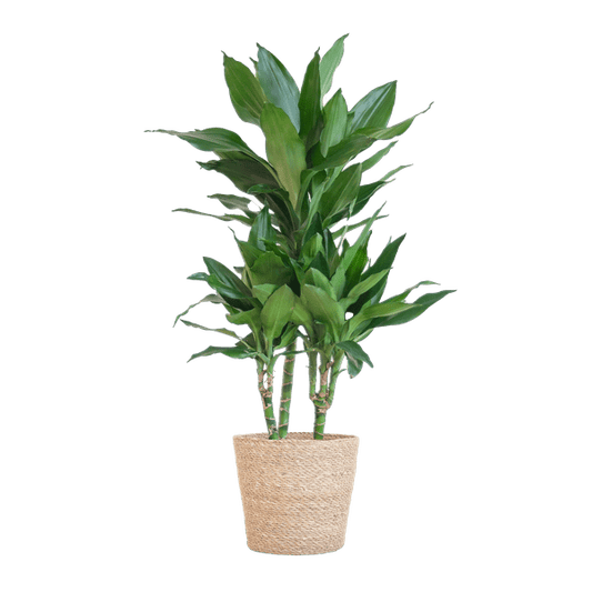 Dracaena Janet Lind 95cm – Drachenbaum Zimmerpflanze Ø21cm – pflegeleichte grüne Pflanze mit luftreinigender Wirkung – inkl. handgeflochtenem Seegras-Korb Sofia Natur 