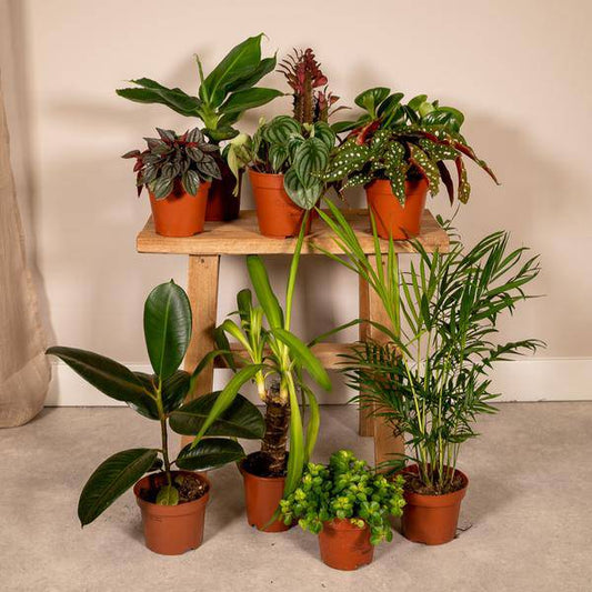 Außenseiterbox – 10er Set einzigartige Zimmerpflanzen Ø12cm – bunte & außergewöhnliche Blattvielfalt – pflegeleicht – für drinnen & draußen