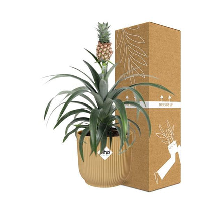 Ananaspflanze - Ananas Mi Amigo - Zimmerpflanze + Topf Vibes Fold 14cm Gelb