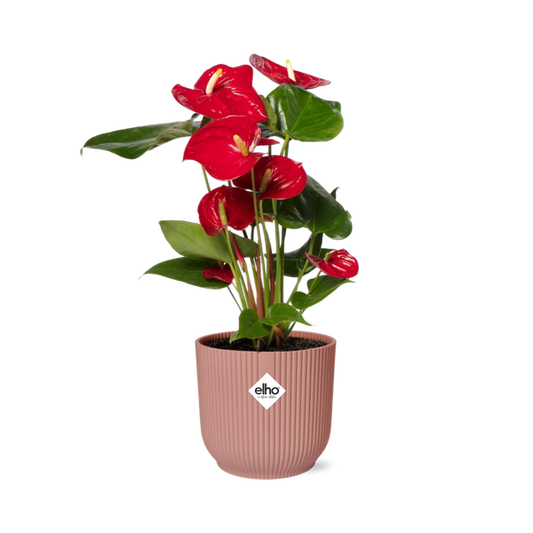 Flamingoblume - Anthurium Rot - 12cm Zimmerpflanze + Topf Vibes Fold 14cm Rosa