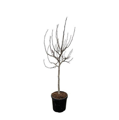 Echte Feige - Ficus Carica - 225 cm - ø40cm