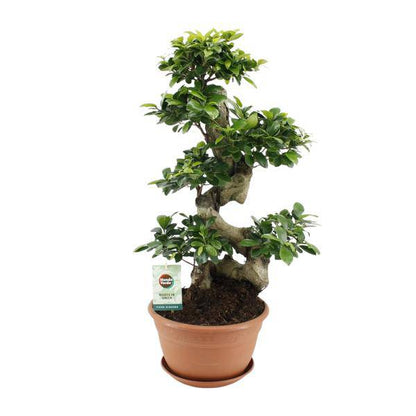 Chinesische Feige - Ficus Ginseng - Zimmerpflanze - Ø27cm - ↕70cm