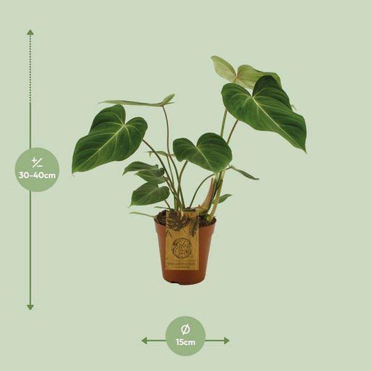 Baumfreund - Philodendron Gloriosum - Zimmerpflanze - Ø15cm - ↕40cm 