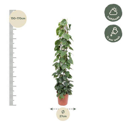 Baumfreund - Philodendron Scandens - Zimmerpflanze - 160cm - ø27cm