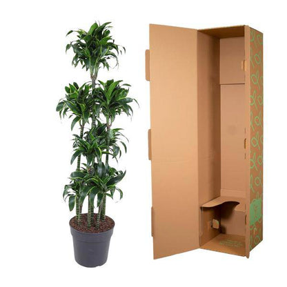 Drachenbaum - Dracaena Dorado Karussell - Zimmerpflanze - 170cm - ø34cm