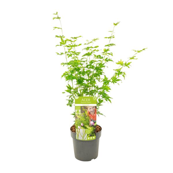 Japanischer Fächerahorn - Acer palmatum Going Green - Zimmerpflanze - Ø19cm - ↕50cm