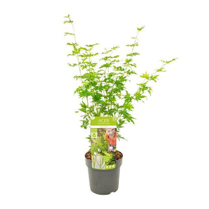 Japanischer Fächerahorn - Acer palmatum Going Green - Zimmerpflanze - Ø19cm - ↕50cm