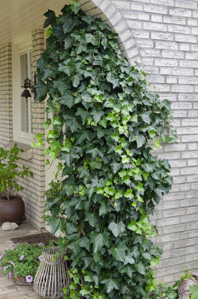 Gemeiner Efeu - Hedera helix - Ø15cm - ↕65cm