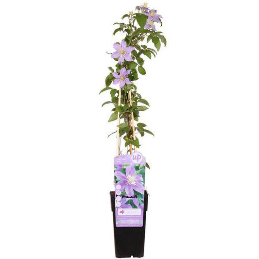 Waldrebe - Clematis Justa - Ø15cm - ↕65cm