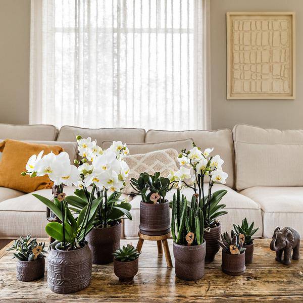 Bali Dekotopf - Braun - Ø6cm 