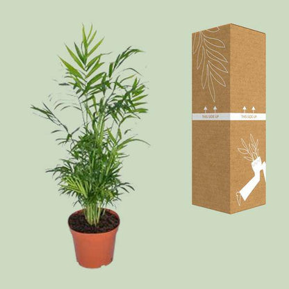Chamaedorea Elegans - Mexikanische Bergpalme - Ø17cm - ↕55cm - Ø17cm - ↕55cm - Oasis of Life