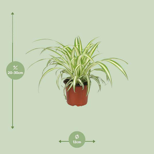 Grünlilie Chlorophytum – Zimmerpflanze – Ø12cm – ↕25cm – Spider-Pflanze – Pflegeleicht – Halbschatten – Luftreinigend