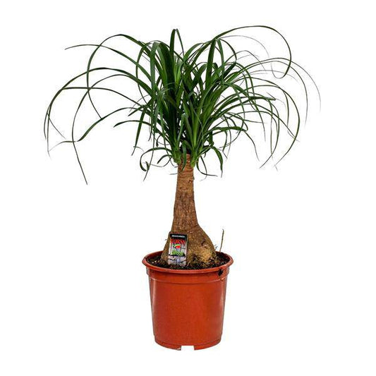 Elefantenfuß - Beaucarnea Nolina - Zimmerpflanze - Ø19cm - ↕60cm
