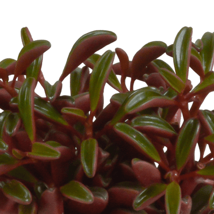 Rotblättriger Zwergpfeffer - Peperomia graveolens