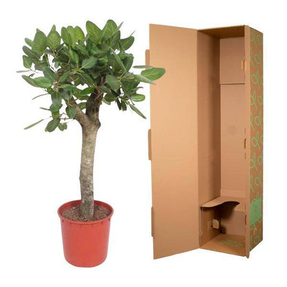 Banyan-Feige - Ficus Benghalensis - 150cm - ø34cm