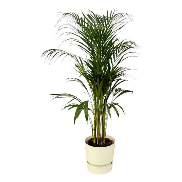 Areca Palme - Betelpalme - Zimmerpflanze - ↨110cm - Ø21cm + Topf Greenville Weiß D24xH23