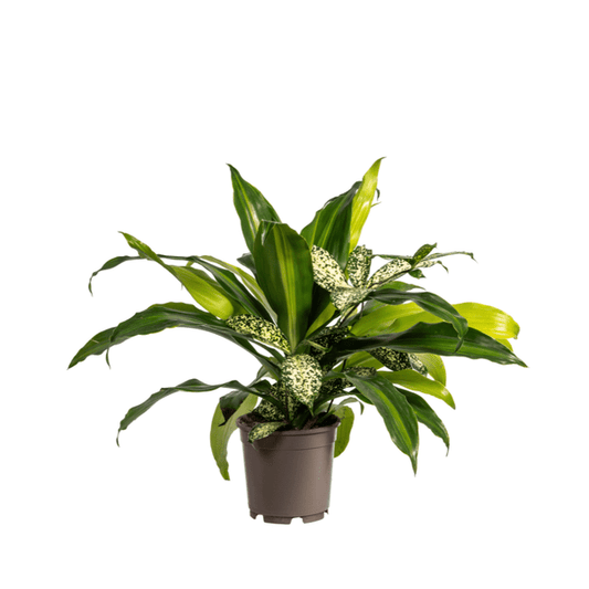Gemischte Kombi Ø17cm - ↕60cm - Oasis of Life