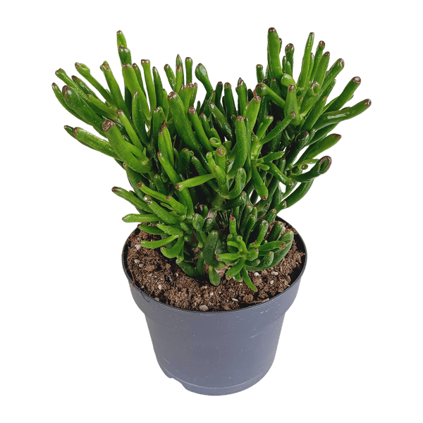 Geldbaum - Crassula Gollum - Zimmerpflanze - 17cm